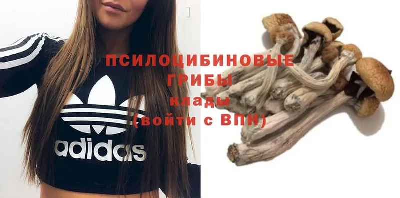 Галлюциногенные грибы MAGIC MUSHROOMS  Георгиевск 